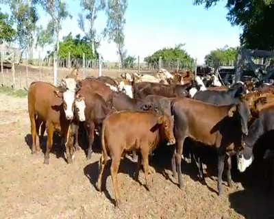 Lote 130 Terneros en Esquina, Corrientes