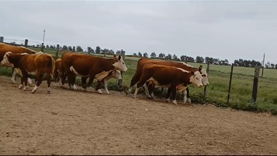 Lote PIEZAS DE CRIA PI