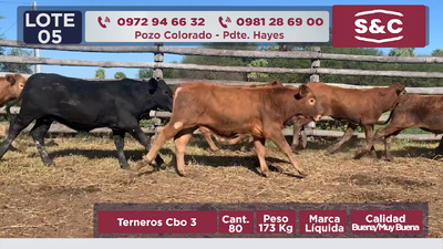 Lote 80 Terneros en Presidente Hayes