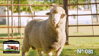 Lote Merino Donhe