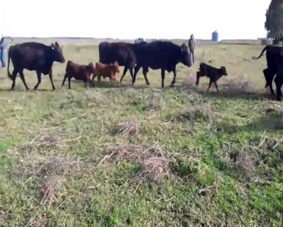 Lote 38 Vaquillonas/Vacas nuevas de 390Kg en Coronel Pringles, Buenos Aires