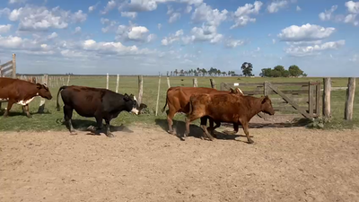 Lote 32 Vacas CUT preñadas en San Miguel, Corrientes