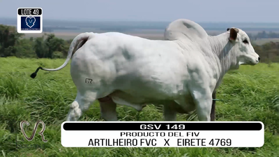 Lote LOTE 49