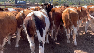 Lote 50 Novillo Engorda en Catemu, V Región Valparaíso