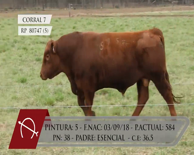 Lote TOROS ANGUS PURO CONTROLADO "LA BARRANCOSA"