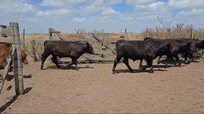 Lote 228 Terneros