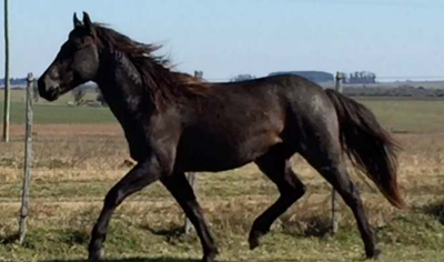 Lote BRASILERO LA INVERNADA