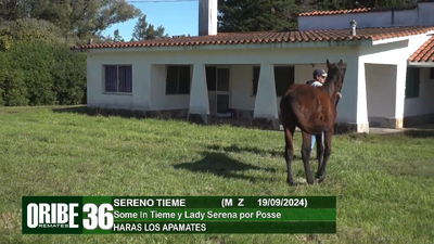 Lote Lote 36