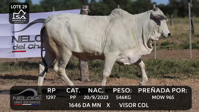 Lote LOTE 29