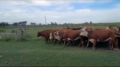 Lote 86 Vaquillonas Braford y sus cruzas en Sunchales, Santa Fe