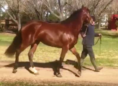 Lote COSETTE