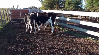 Lote 4 Vaquillonas  Holando 420kg - , Paysandú