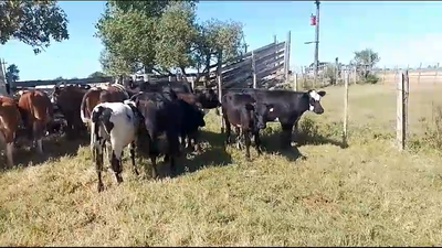 Lote 12 Vaquillonas  Cr He AA en Cuchilla Seca