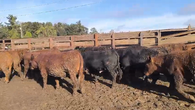 Lote 40 Novillo Gordo en Los Ángeles, VIII Región Biobío