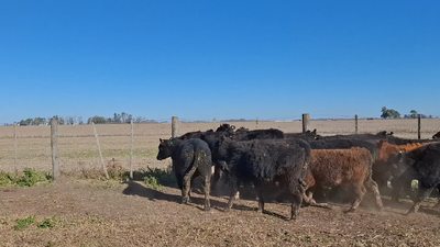 Lote 16 Terneros/as