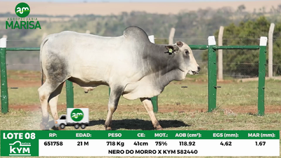 Lote Lote 8