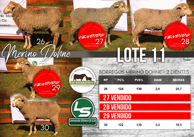 Lote LOTE 11