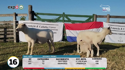 Lote LOTE 16