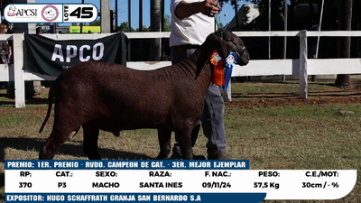 Lote LOTE 45