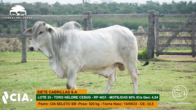 Lote 