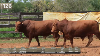 Lote LOTE 126