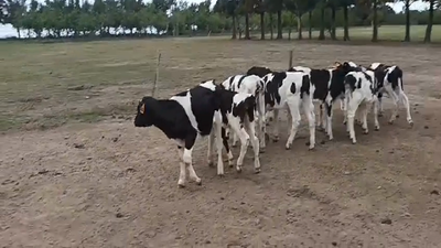 Lote (Vendido)10 Terneros Holando 70kg -  en Viboras y Vacas