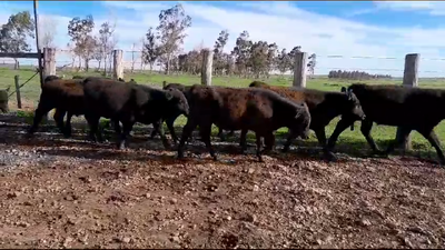Lote (Vendido)8 Terneros 8 AA 187kg -  en BALTASAR BRUM
