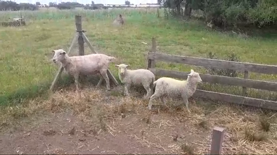Lote PIEZAS OVINOS