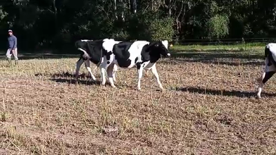 Lote 6 Vaquillonas 1 a 2 años HOLANDO 250kg - , San José
