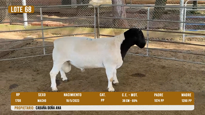 Lote LOTE 68