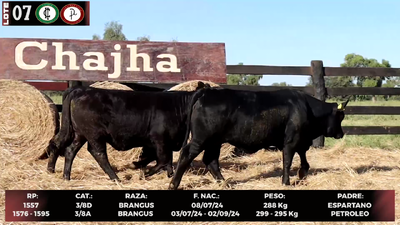 Lote LOTE 7