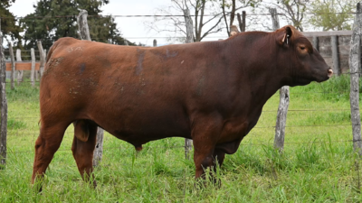 Lote 7 - La Colorada Red Angus