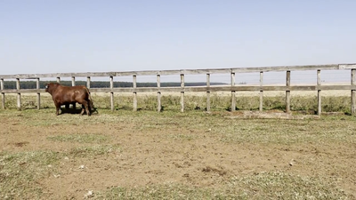 Lote TOROS BRANGUS, Cabaña "PIRIZAL"