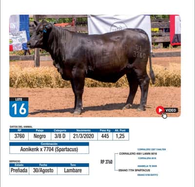 Lote Aonikenk x 7704 (Spartacus)