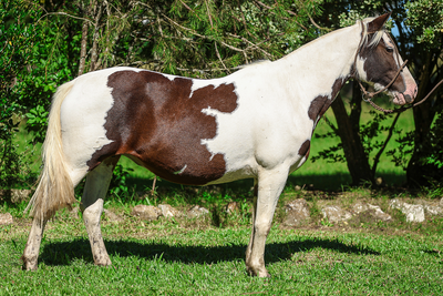 Lote UMA DEL VALLE