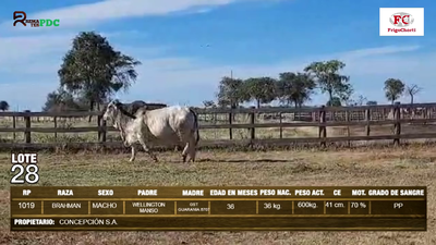 Lote Machos BRAHMAN en Pioneros del Chaco S.A.