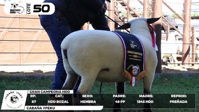 Lote LOTE 50- BOZAL