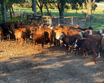 Lote 76 Terneros/as en Esquina, Corrientes