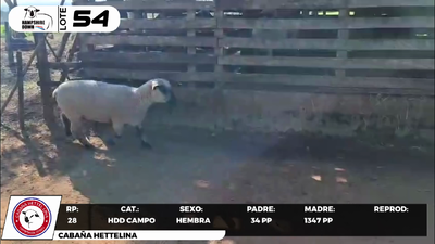 Lote LOTE 54- CAMPO