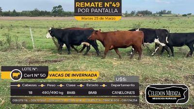Lote 18 vacas de Invernada en Canelón Chico, Canelones