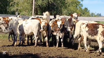 Lote NOVILLOS 1 A 2 AÑOS