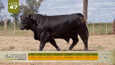 Lote LOTE 47