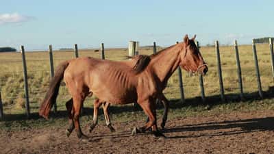 Lote Santa
