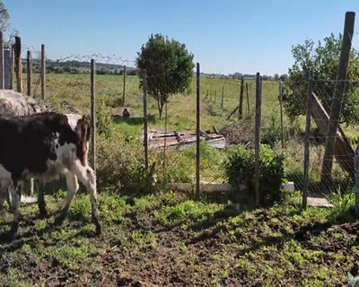 Lote (Vendido)6 Terneras 4 HO,  1 NO Y 1 HE X HO 85kg - , Colonia