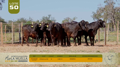 Lote LOTE 50