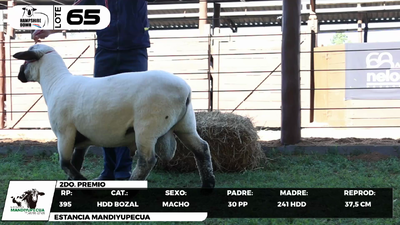 Lote LOTE 65- BOZAL
