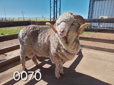 Lote 0070