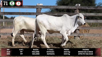 Lote LOTE 71