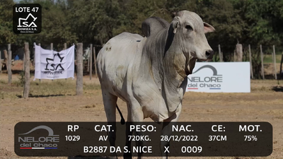 Lote LOTE 47