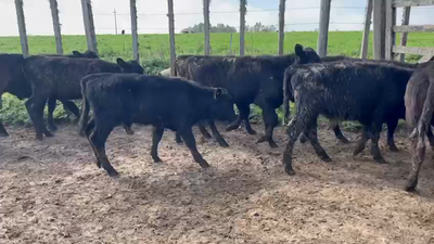 Lote 10 Terneros Angus en Santa Lucia a 12km